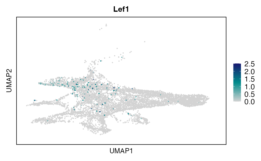 UMAP expression plot of LEF1