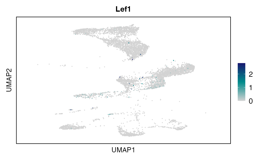 UMAP expression plot of LEF1