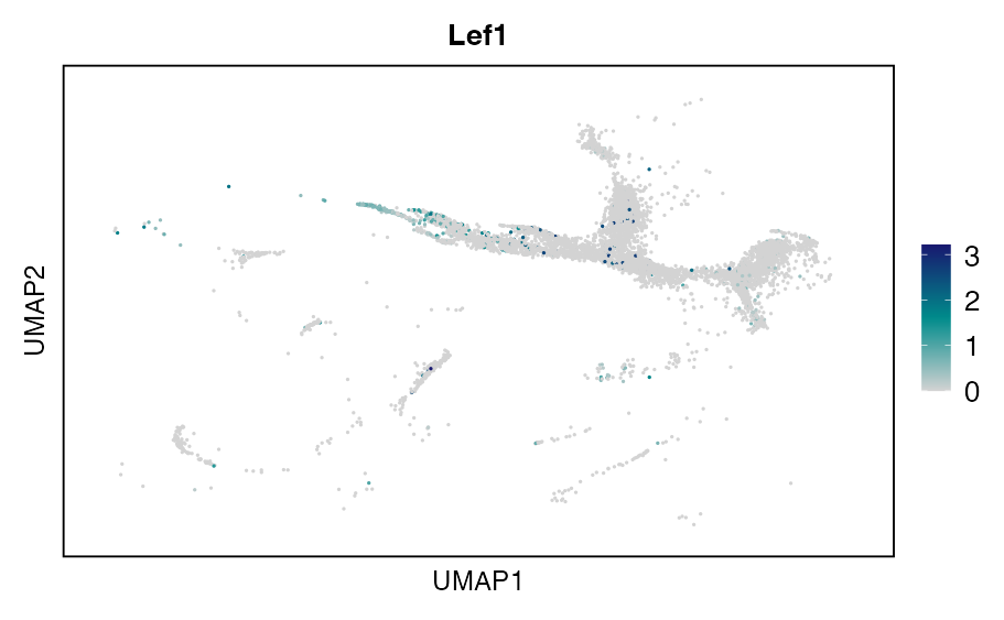 UMAP expression plot of LEF1