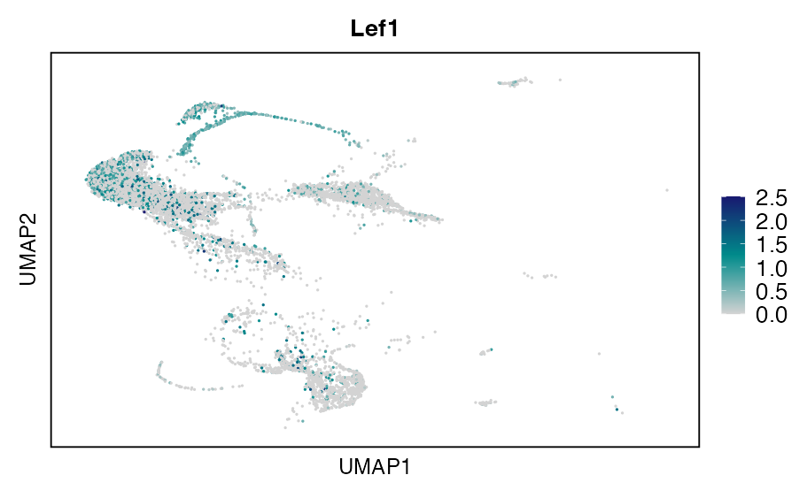 UMAP expression plot of LEF1