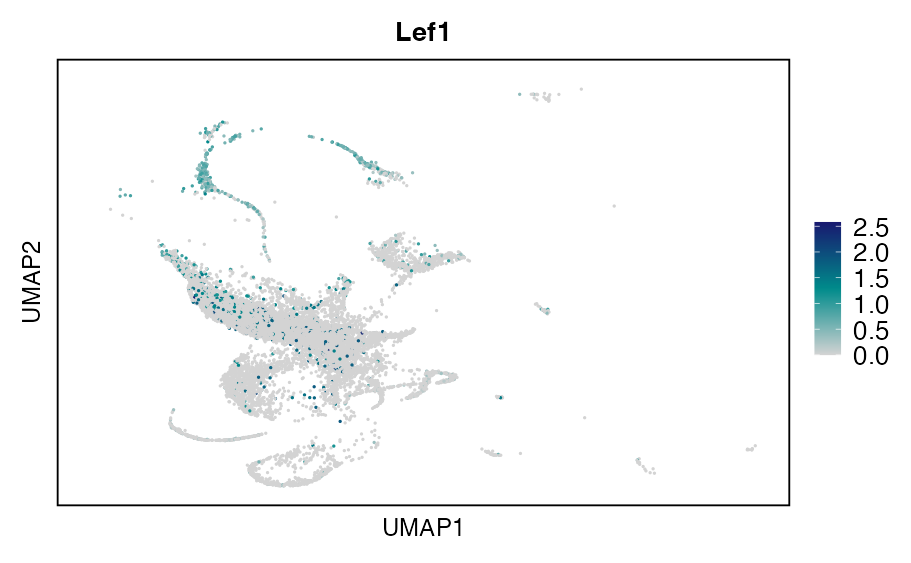 UMAP expression plot of LEF1