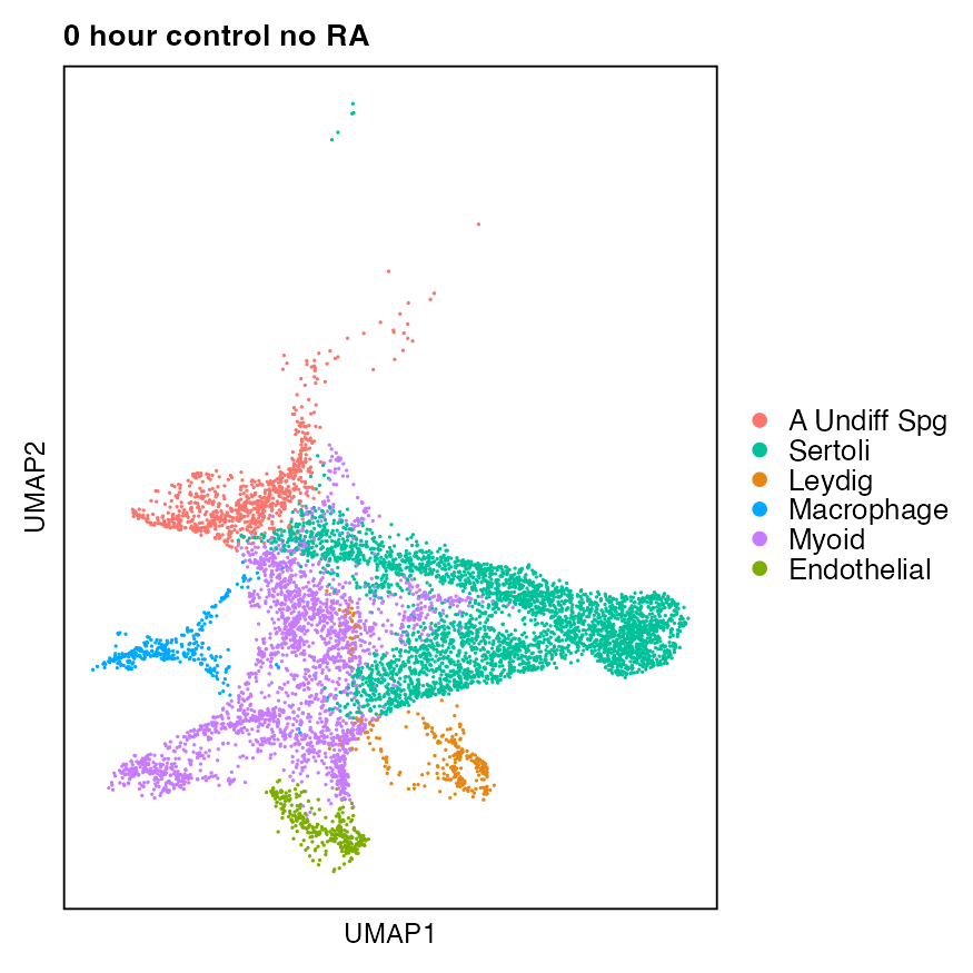 Synchronized Stage VIII celltype umap