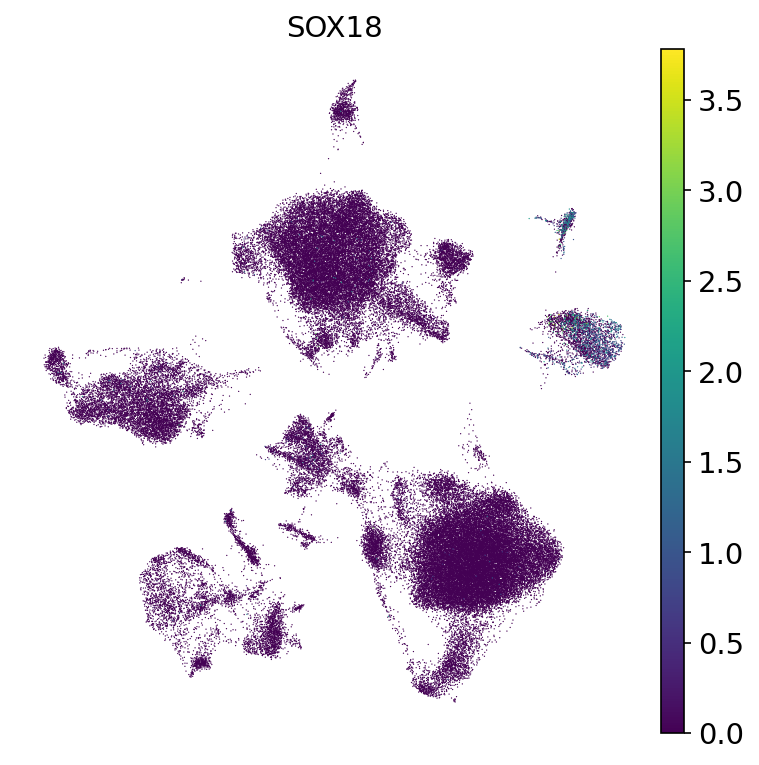 UMAP expression plot of SOX18